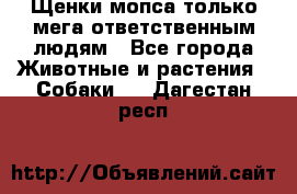 Щенки мопса только мега-ответственным людям - Все города Животные и растения » Собаки   . Дагестан респ.